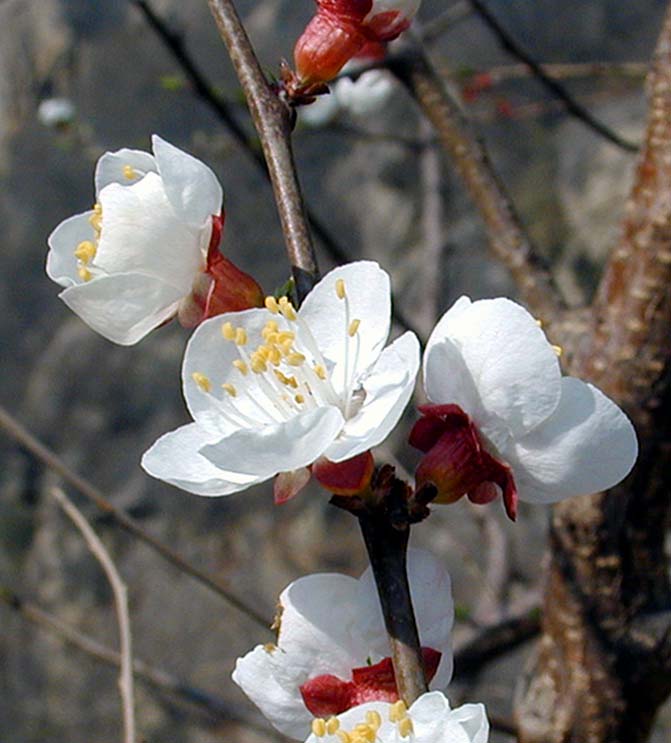 桃花 摄影 小豆包