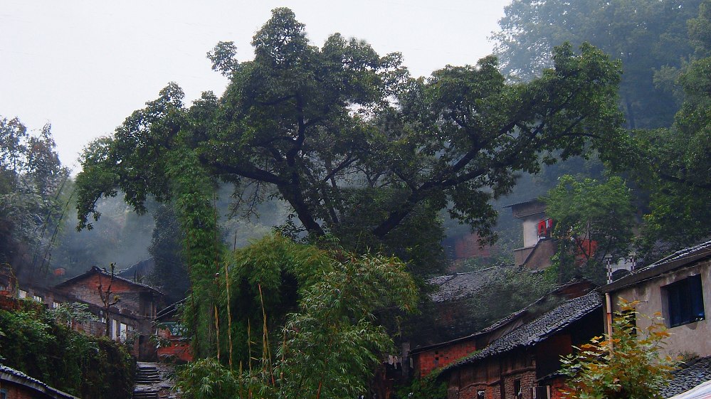 雨后小景 摄影 新哥