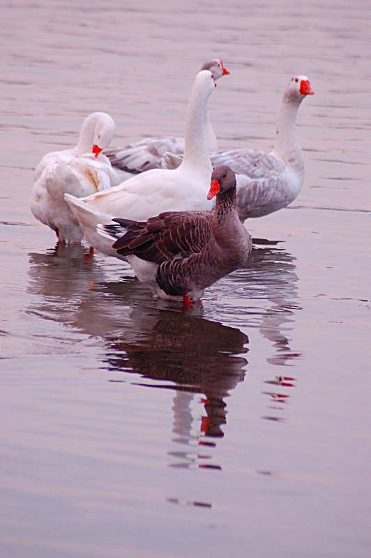 bird-312 摄影 fengsheng