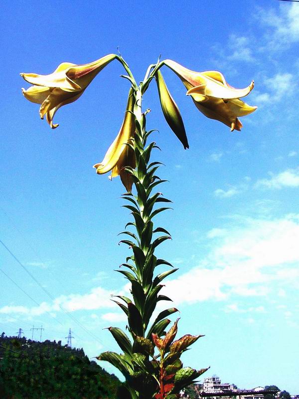 野生百合 摄影 北岗老竹