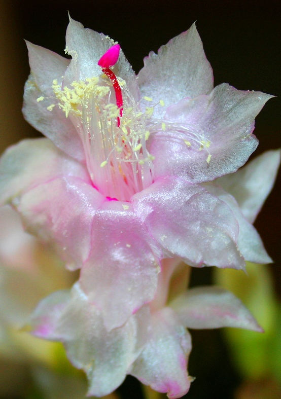 花蕾 摄影 逃荒