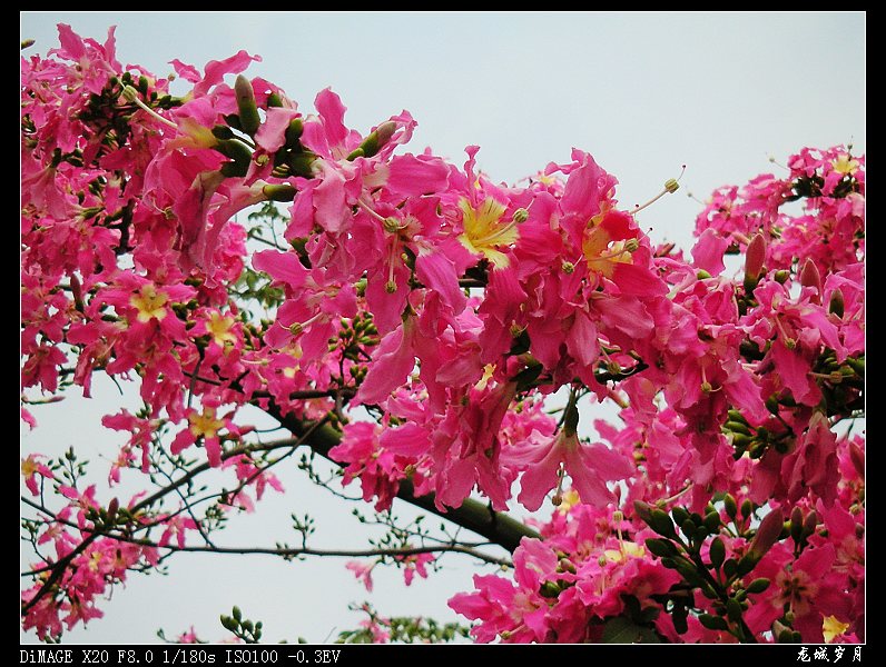 城市花开 摄影 龙城岁月