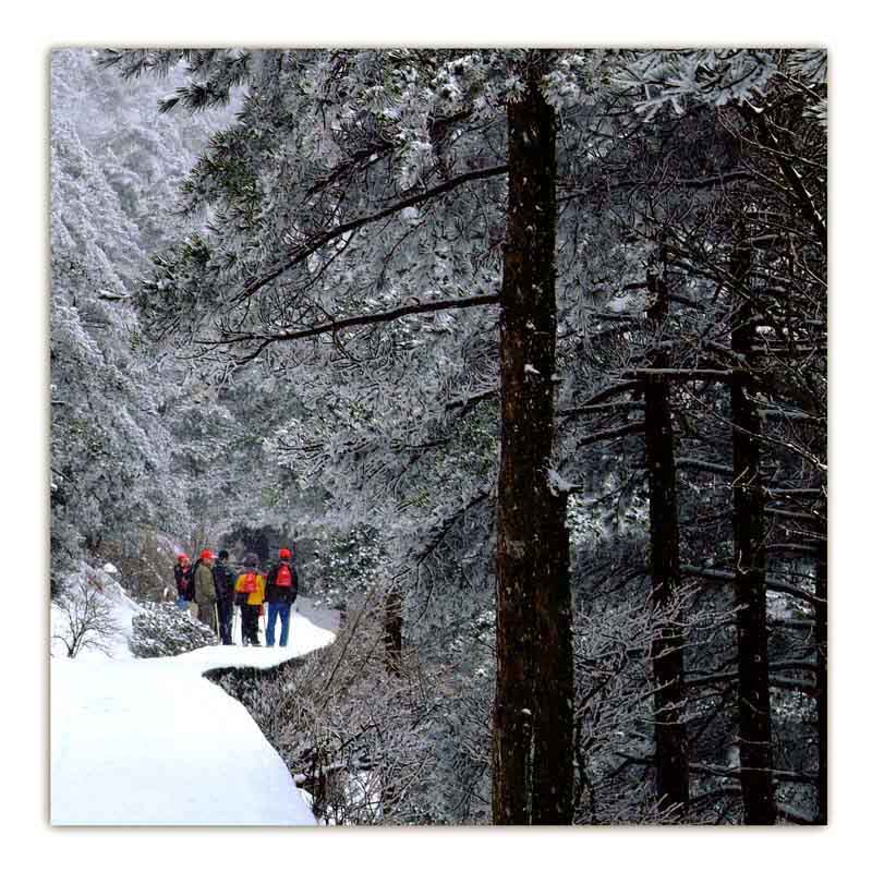 冬雪之三 摄影 飞祥