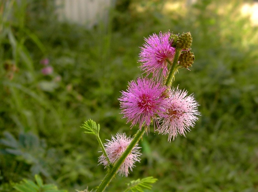 小花 摄影 槐荫树