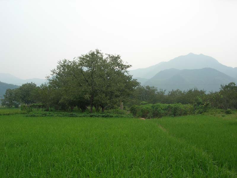 原野 摄影 雨的叹息