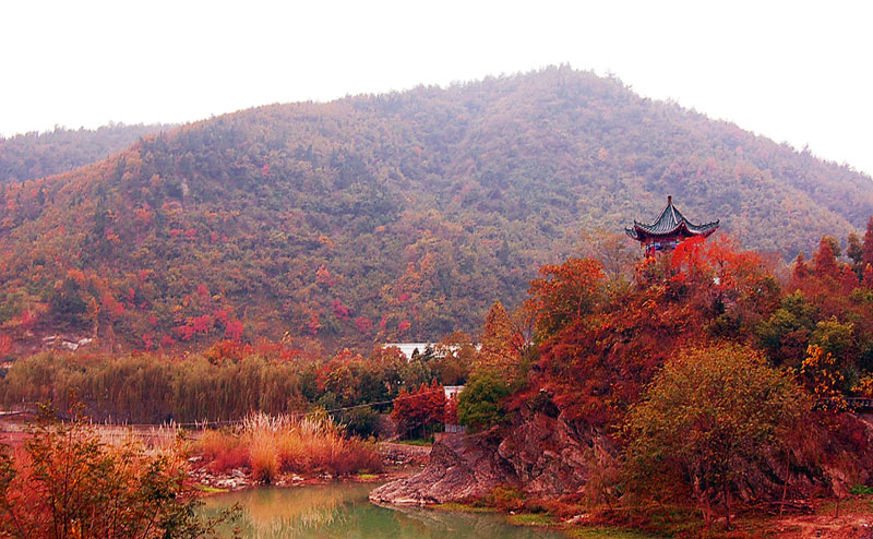 红景天 摄影 千里马