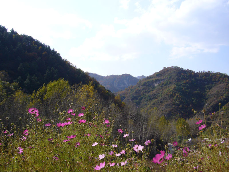 驼梁山花 摄影 玲珑心