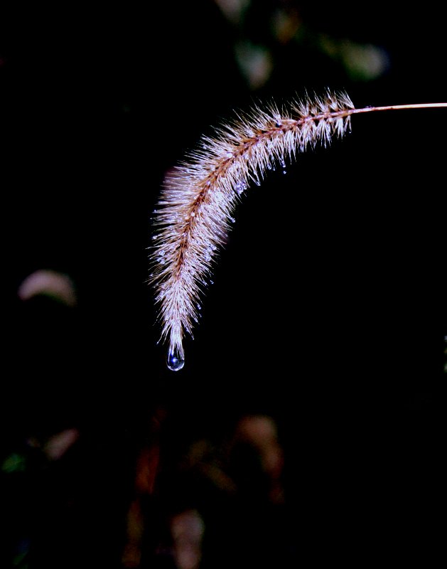 雨中的狗尾巴草 摄影 山村大夫