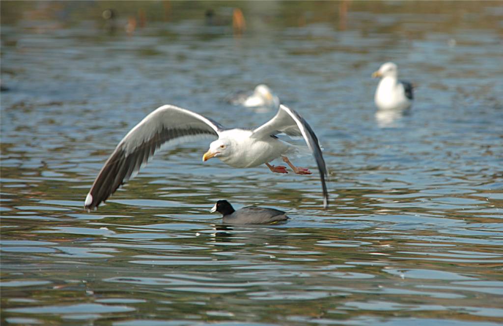 bird-359 摄影 fengsheng