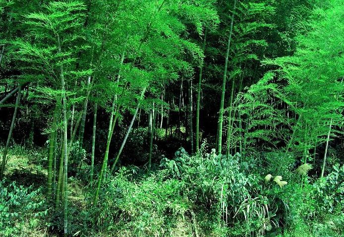 青翠茂密的竹林(4) 摄影 贵州神龙