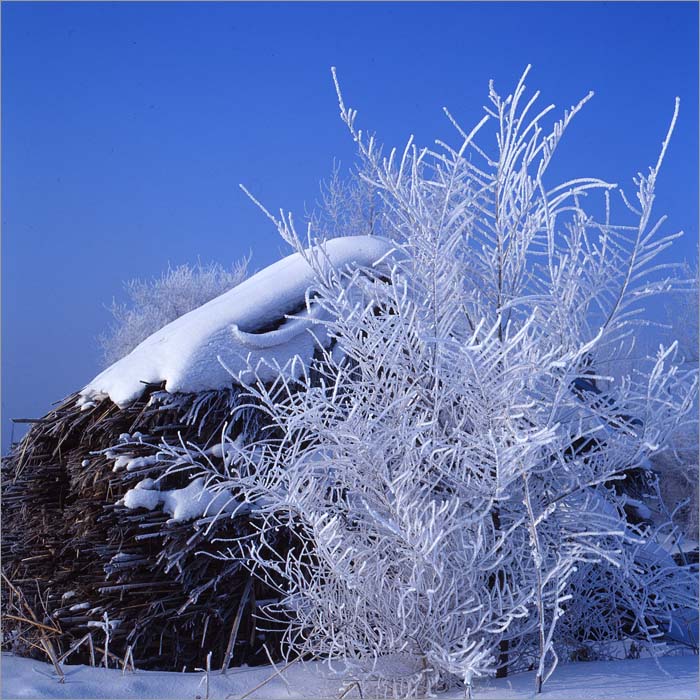 傲雪如画 摄影 图游天下