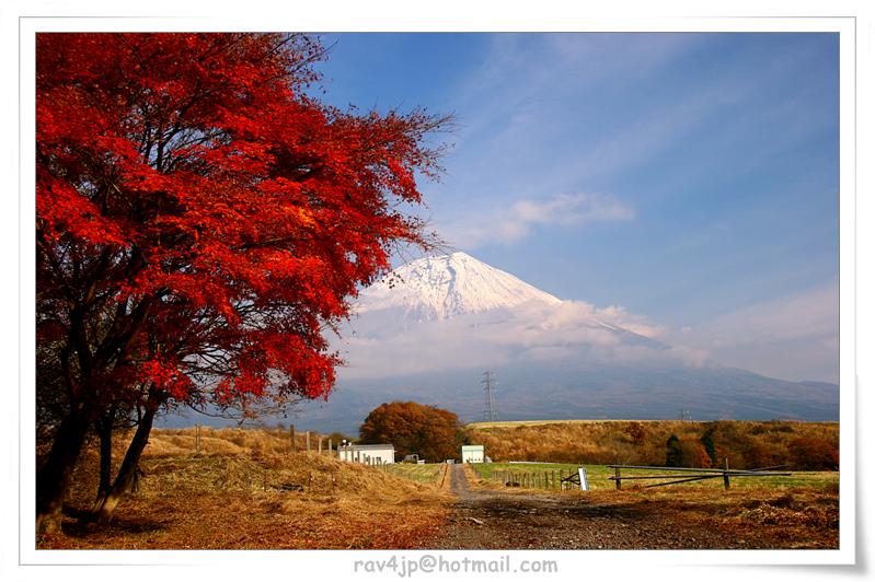 红叶，牧场，富士山 摄影 fujiyama