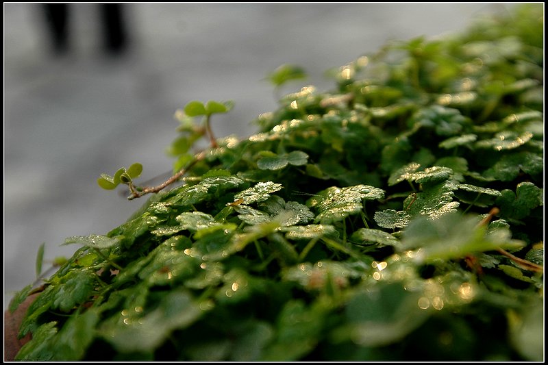 秋雨后 摄影 寒秋