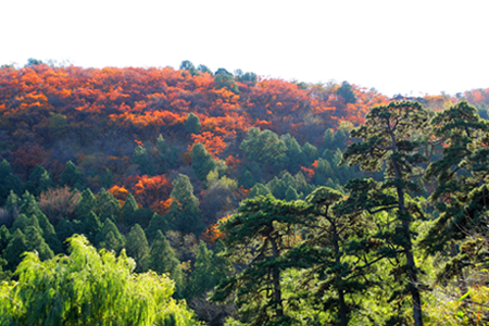 香山红叶 摄影 摄途