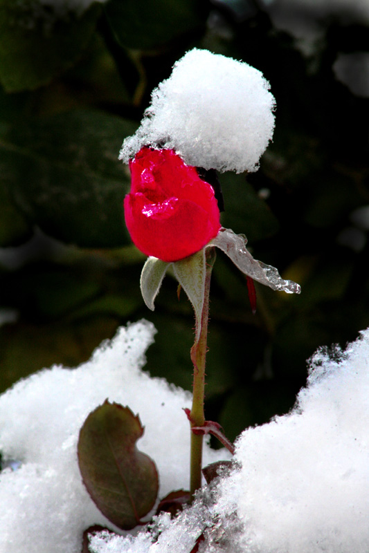 雪压玫瑰 摄影 执迷不悟