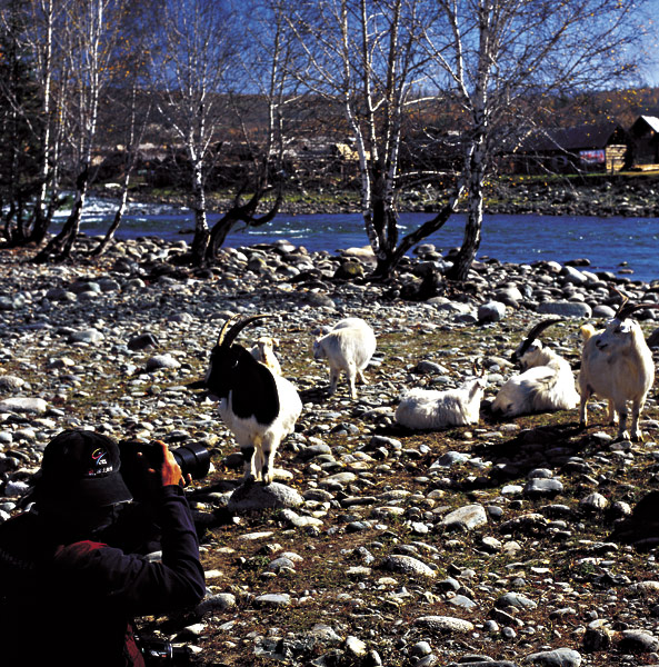 不速之客 摄影 ROLLEI新手