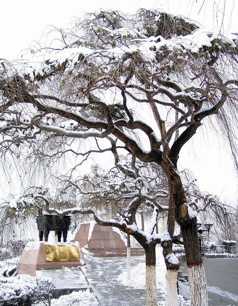 雪后红山 摄影 西部游侠