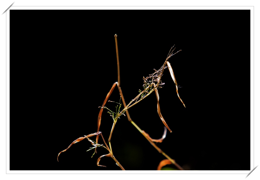 秋光中的小草 摄影 老听雨