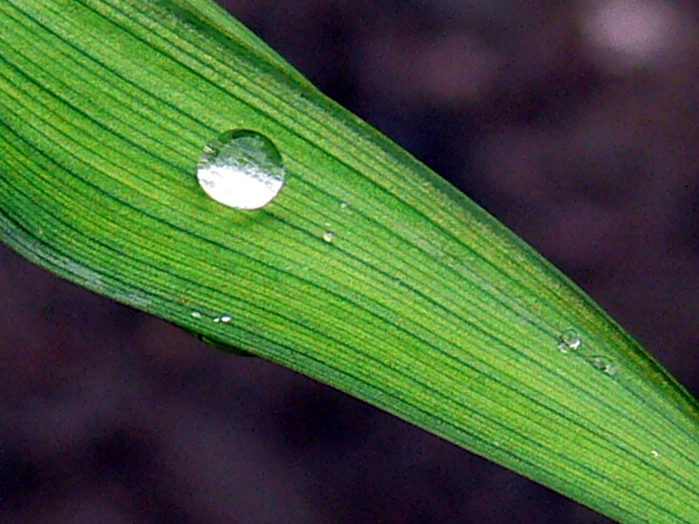 水珠 摄影 味道不错