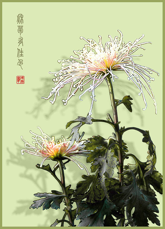 秋菊02 摄影 小镜广角