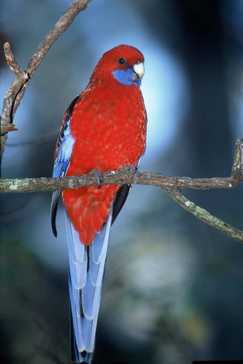 crimson rosella 澳洲的一种鹦鹉 摄影 zrphoto