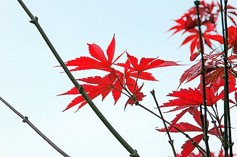 红叶 摄影 川冬