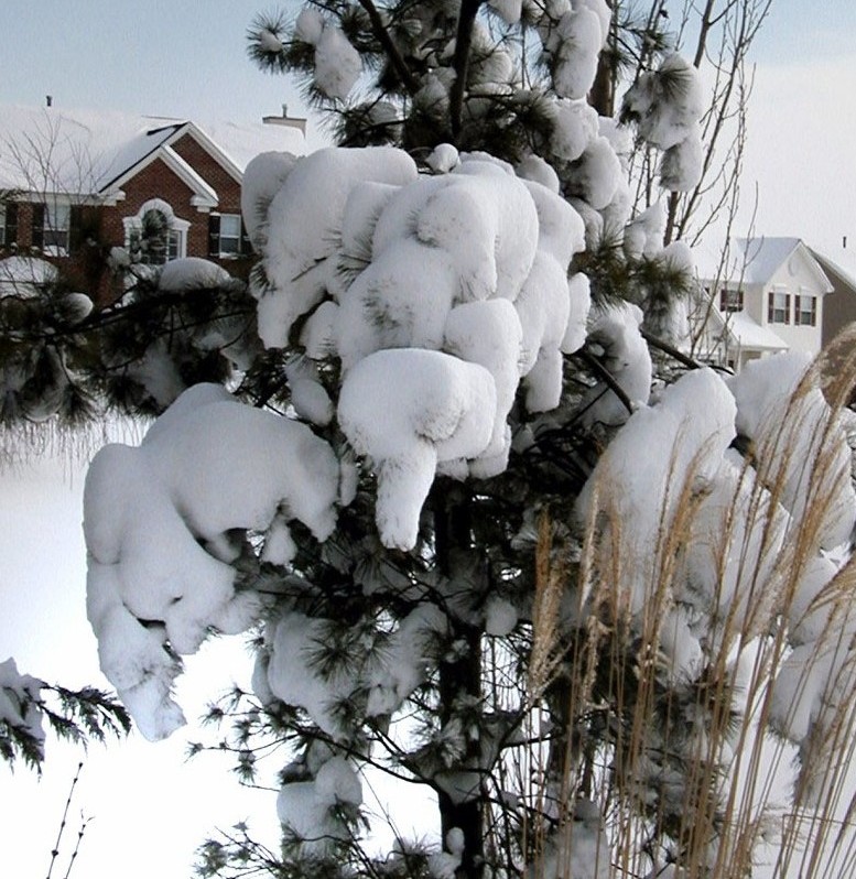 雪象 摄影 老山林