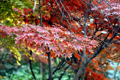 红叶2 摄影 川冬