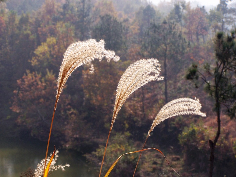 芦苇 摄影 淡泊