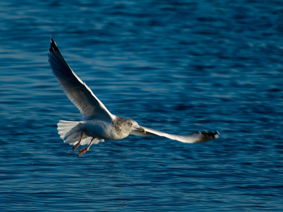 Seagull 摄影 可娜的世界