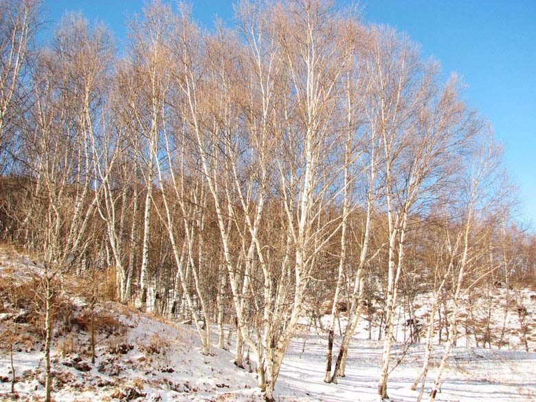 矫情的白桦 摄影 雪岩