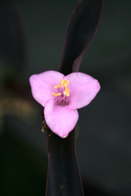 花花 摄影 笑风缘