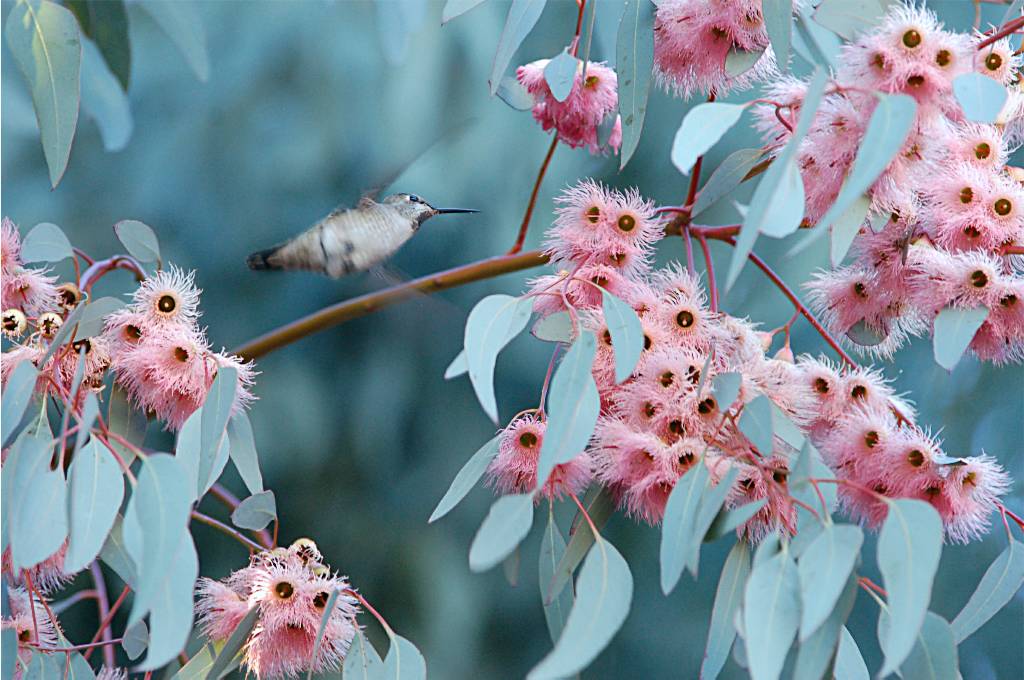 BIRD-404 摄影 fengsheng