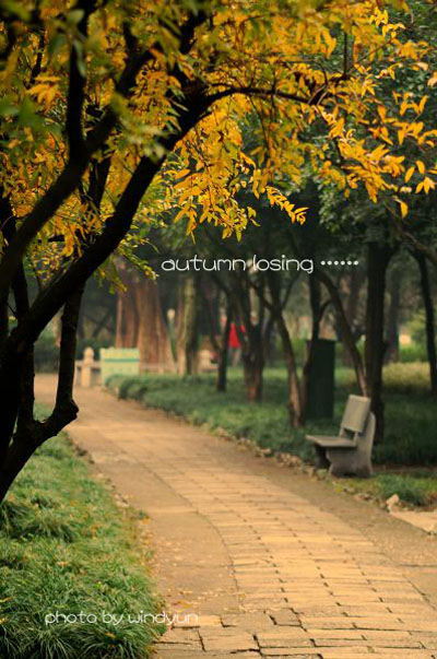 autumn losing ……（1） 摄影 windyun