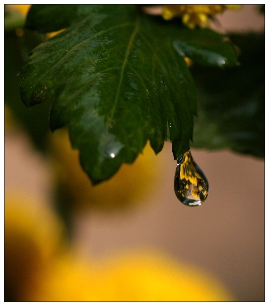 雨珠之舞 摄影 山林溪水