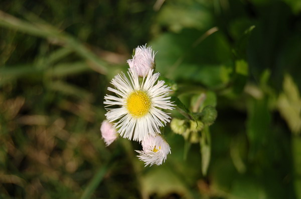 那朵小花 摄影 十寸钉