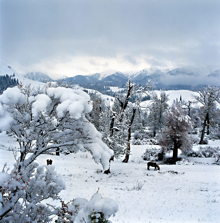 那拉堤初雪 摄影 ROLLEI新手