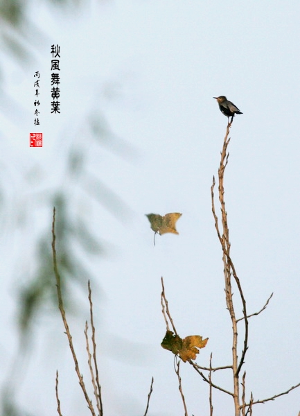 秋风舞黄叶（鸟趣图二十） 摄影 秋枫01