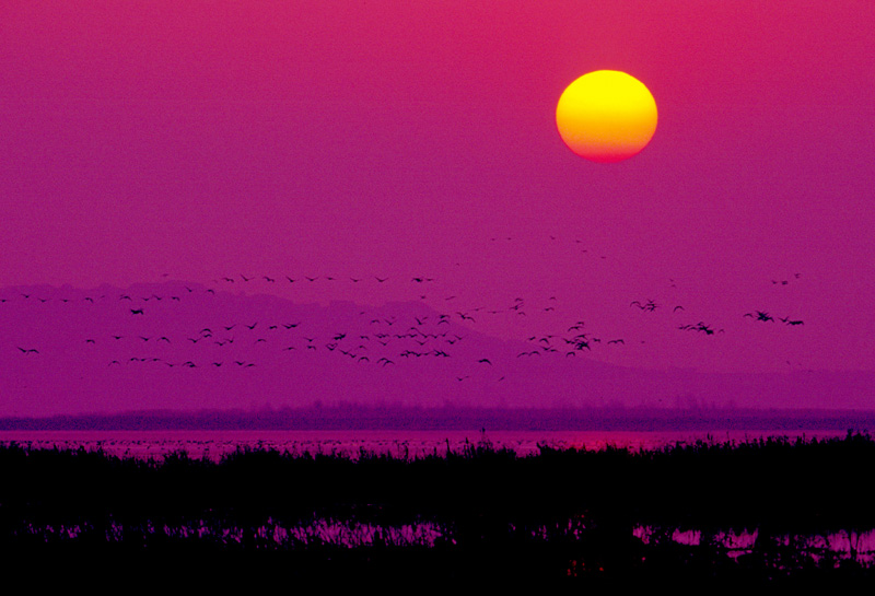 夕阳红 摄影 天府土人