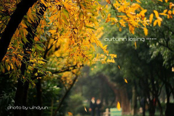 autumn losing ……（2） 摄影 windyun