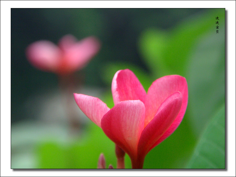 红鸡蛋花 摄影 迪迪宝贝