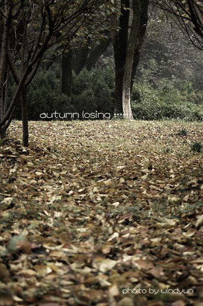 autumn losing ……（3） 摄影 windyun