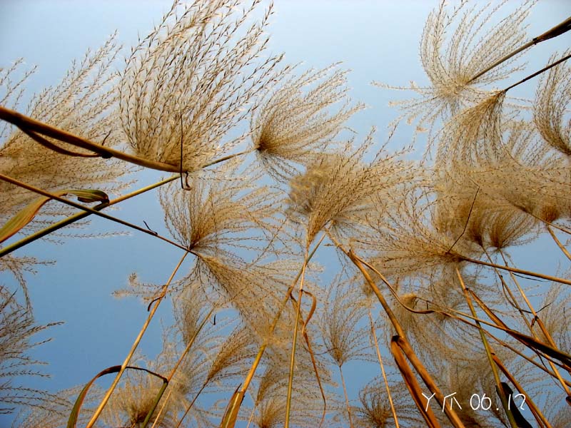 黄草之花 摄影 丫爪