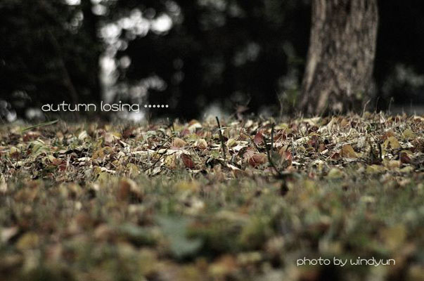 autumn losing ……（4） 摄影 windyun