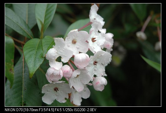 丁香花 摄影 大胡子警察