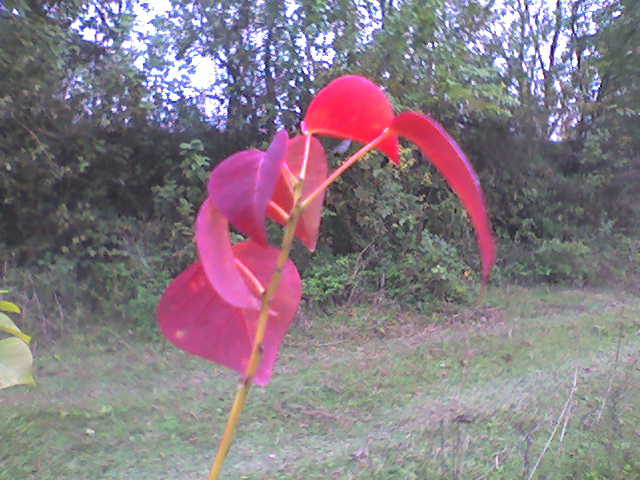 紅葉 摄影 閒雲野鹤