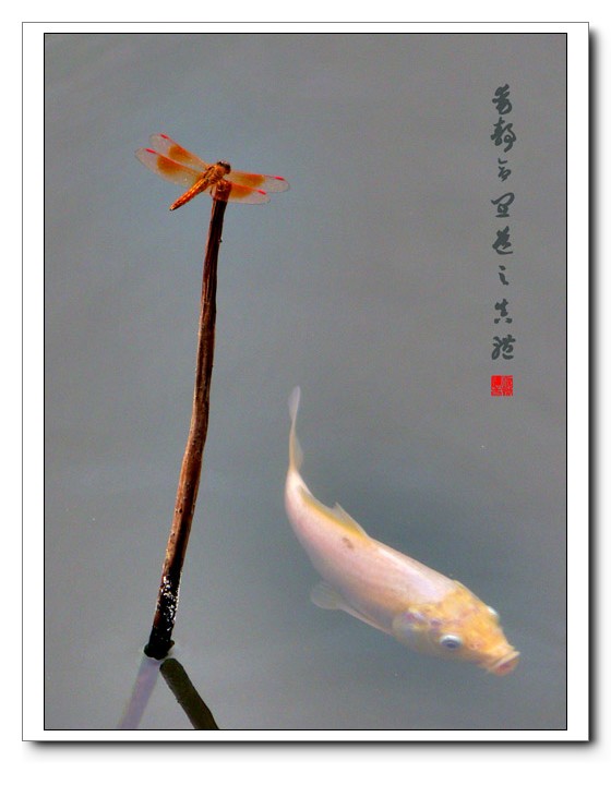 动与静 摄影 鹰派老贼