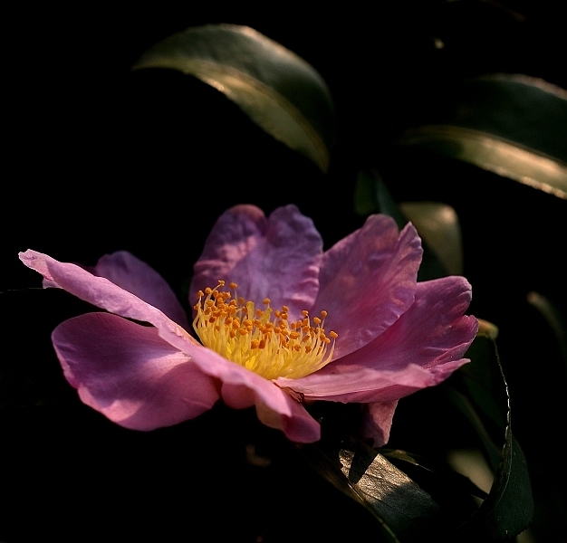 山茶花 摄影 山林溪水