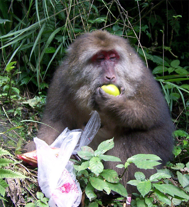 巍峨山的胖猴 摄影 子涵姐