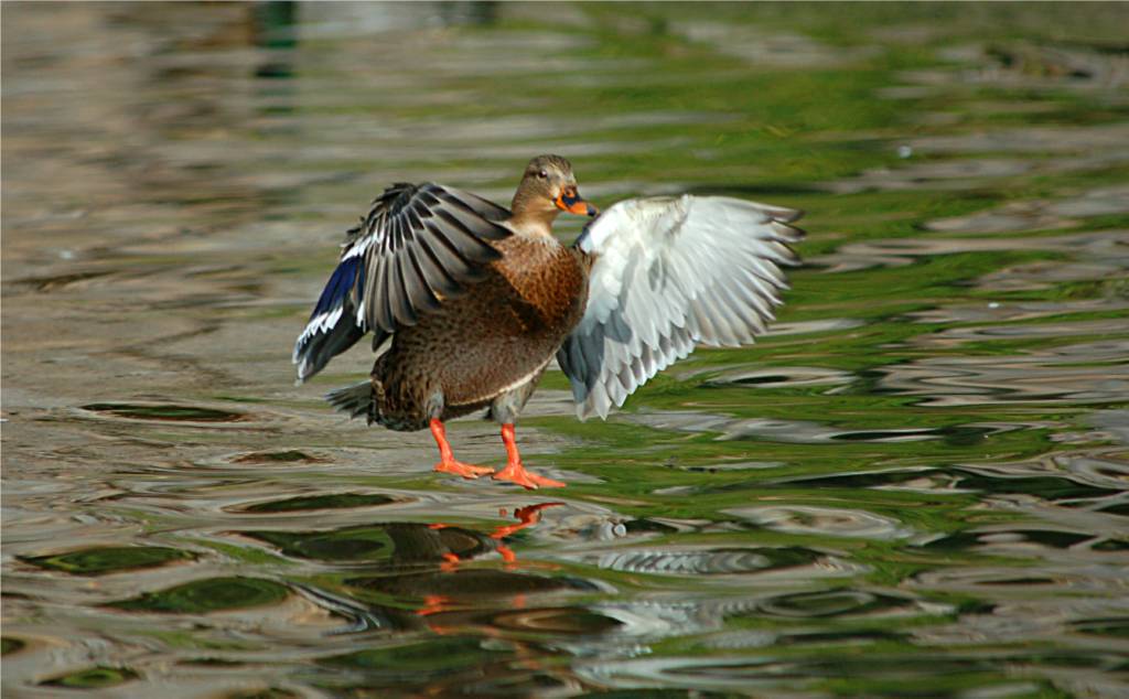 bird-423 摄影 fengsheng